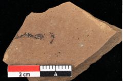 Foto (Detailansicht) von Glyptostrobus ungeri Heer (NHMW-GEO-2024-0188-0183)